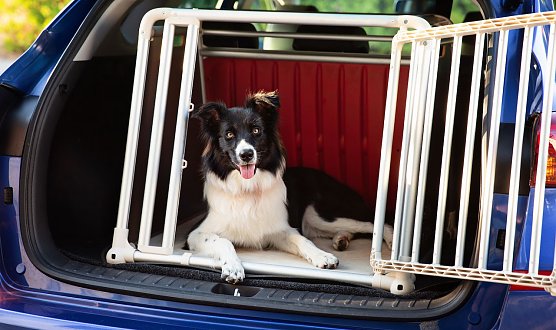 Sicherheit ist Pflicht � besonders, wenn der Vierbeiner mit an Bord ist (Foto: ATU)