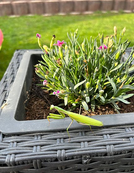 Gottesanbeterin  (Foto:  Detlef, Maaske Kelbra)