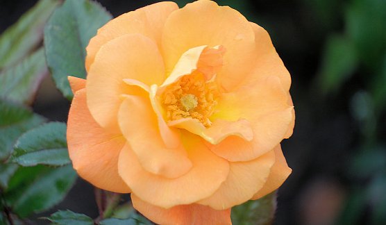 Saisonabschluss im Rosarium (Foto: P.Blei)