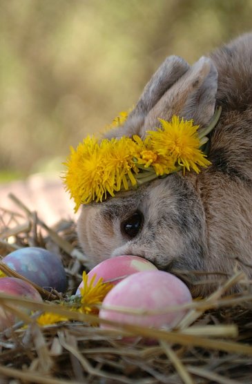 Geschm&uuml;cktes "Osterkaninchen" (Foto: Celine Scholz)