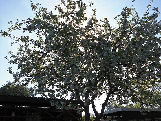 Apfelbl&uuml;te (Foto: W. Schumann)
