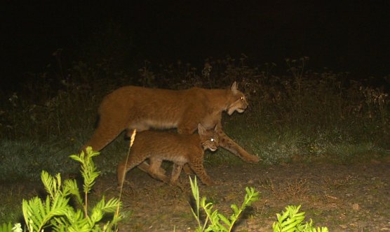 Luchs-Mama mit Nachwuchs im S&uuml;dharz unterwegs (Foto: Umweltministerium Th&uuml;ringen)