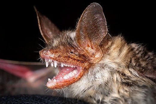 Gro&szlig;es Mausohr (Myotis myotis) (Foto: Ingolf K&ouml;nig/Heinz Sielmann Stiftung)