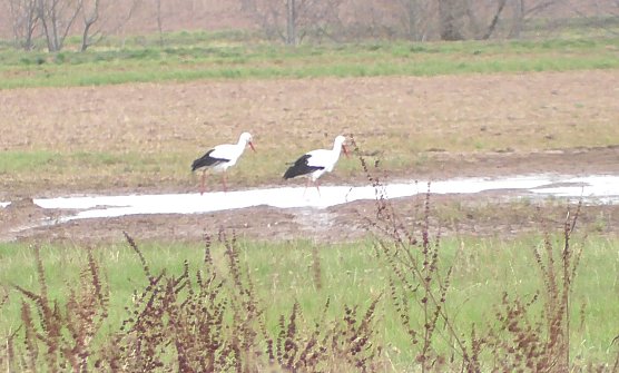 Frühling am Stausee (Foto: U. Reinboth ) Frühling am Stausee (Foto: U. Reinboth )