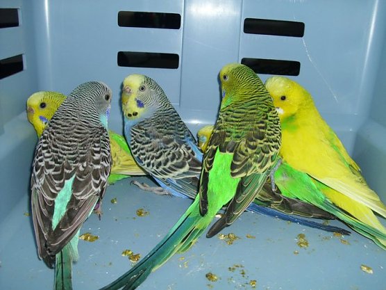 Jede Menge V&ouml;gel (Foto: C. Knust)