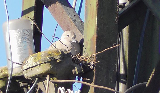 Tauben Nachwuchs (Foto: U. Reinboth ) Tauben Nachwuchs (Foto: U. Reinboth )