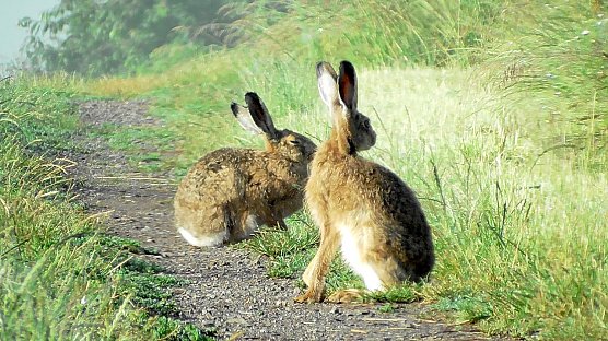 Ein Feldhasenpaar bekam Ulrich Reinboth heute Morgen vor die Linse (Foto: U.Reinboth)