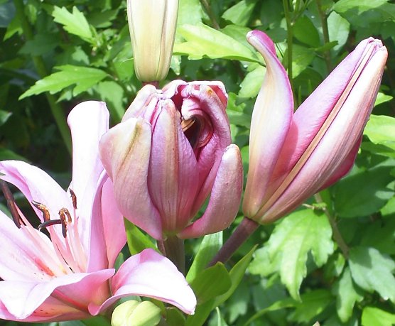 Es bl&uuml;ht im Garten (Foto: W. Schumann)