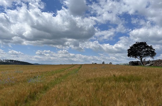Zum fünfzehnten Mal in Folge war der Juni laut Meteorologen zu warm (Foto: oas) Zum fünfzehnten Mal in Folge war der Juni laut Meteorologen zu warm (Foto: oas)
