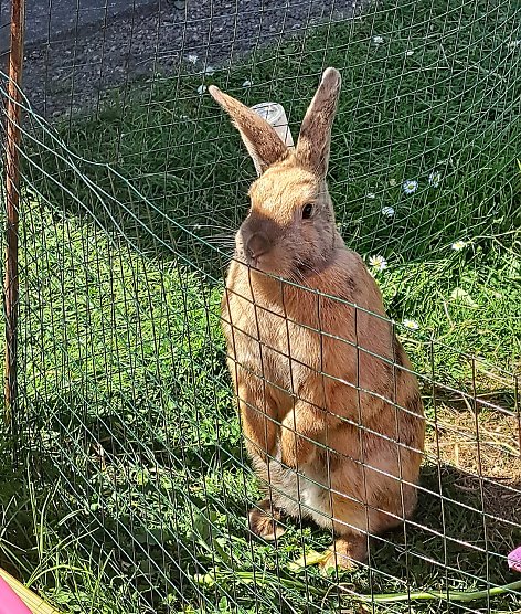 Hase Erna (Foto: Familie Zornemann) Hase Erna (Foto: Familie Zornemann)