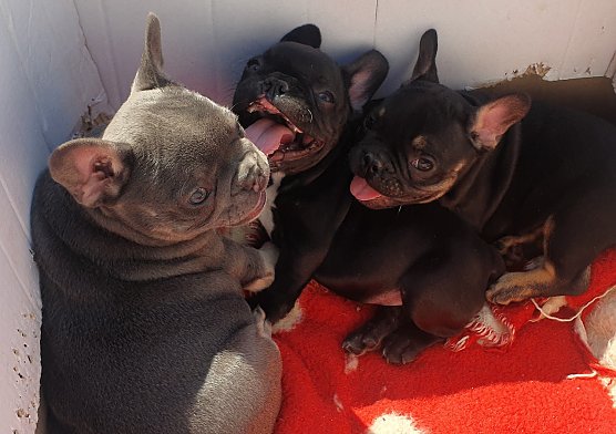 Illegal verkaufte Französische Bulldoggen aus Rumänien (Foto: © VIER PFOTEN) Illegal verkaufte Französische Bulldoggen aus Rumänien (Foto: © VIER PFOTEN)