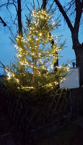 Weihnachtsbaum in Sophienhof Foto: W. J&ouml;rgens