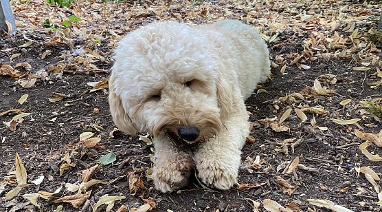 Mutmaßlicher Komplize des Nordhäuser Täters (Foto: uhz Archiv) Mutmaßlicher Komplize des Nordhäuser Täters (Foto: uhz Archiv)