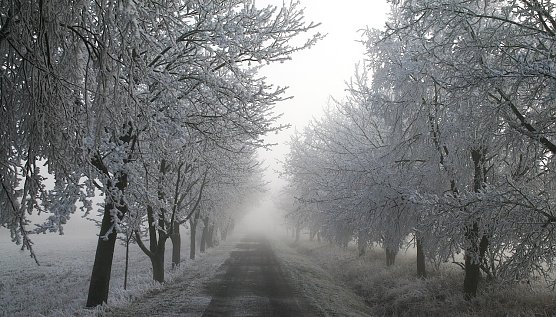 Winter in der Goldenen Aue (Foto: U.Reinboth)