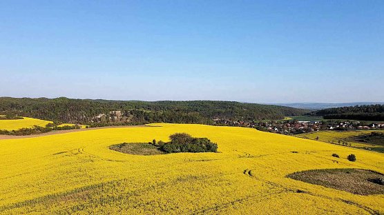 Rapsfelder in der Goldenen Aue (Foto: Peter Blei) Rapsfelder in der Goldenen Aue (Foto: Peter Blei)