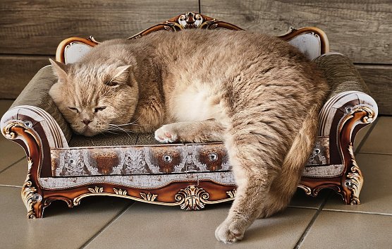 Unser K&ouml;nig "Kater" auf dem Thron (Foto: Carmen B&ouml;hner)