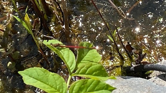 Rote Libelle am Teich (Foto: Christa Manck)