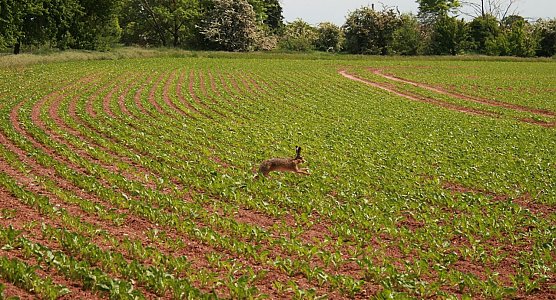 Vorbeigehoppelt (Foto: U.Reinboth )