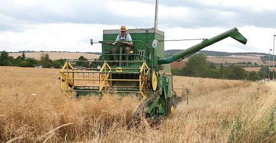 Ernte mit alter Technik in der Goldenen Aue (Foto: Ulrich Reinboth)