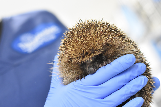 Junger Igel (Foto: Jukebox) Junger Igel (Foto: Jukebox)