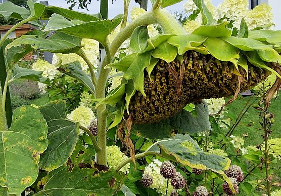 Absturz in Bedeutungslosigkeit (Foto: nnz)