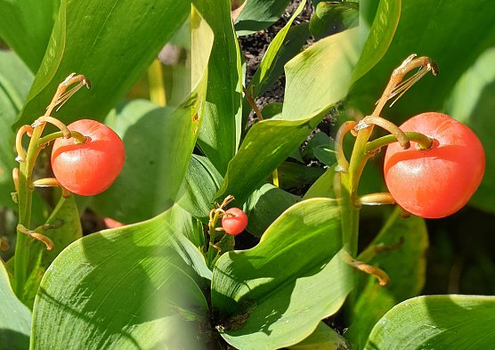 Die Beeren des Maiglöckchens (Foto: J.Retzek) Die Beeren des Maiglöckchens (Foto: J.Retzek)