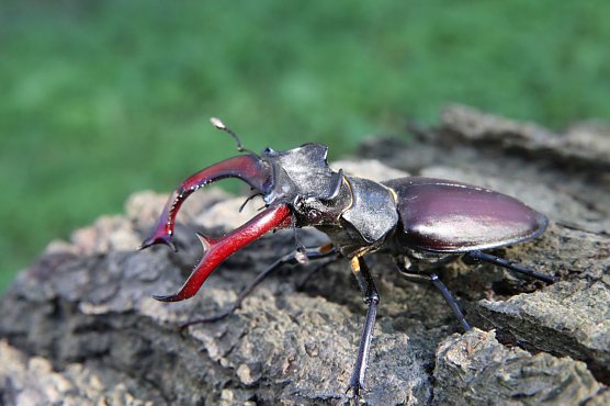 Auch der seltene Hirschkäfer krabbelt durch das Biosphärenreservat (Foto: K. Kühne) Auch der seltene Hirschkäfer krabbelt durch das Biosphärenreservat (Foto: K. Kühne)