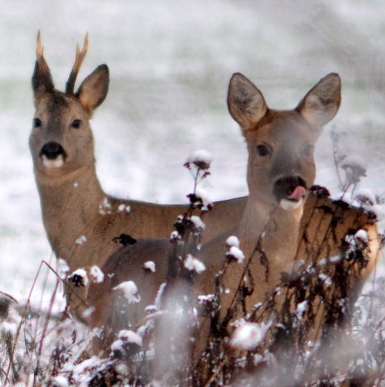 Rehe im Schnee (Foto: Nancy L&uuml;decke)