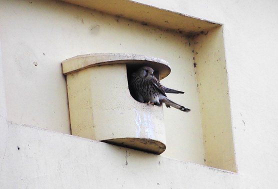 Die Dohlen haben Gefallen gefunden an dem Nistplatz.  (Foto: Ulrich Reinboth)