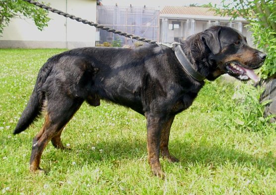 Nero (Foto: C. Knust)