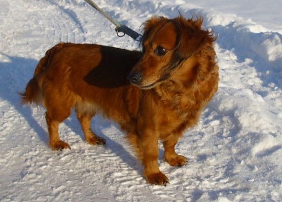 Dackeldame Susi (Foto: C. Knust)