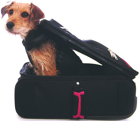 Bild: Auf den Hund gekommen