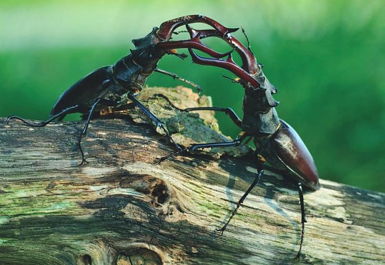 Bild: K&auml;mpfende Hirschk&auml;fer