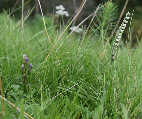 Bild: Der Feld-Enzian (Gentianella campestris, links) und die Herbst-Wendelorchis (Spiranthes spiralis, rechts), sind in ganz Mitteleuropa stark gef&auml;hrdet.  