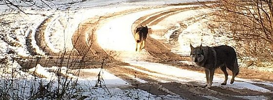 Bild: Der Wolf ist im S&uuml;dharz angekommen