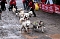Hundeschlittenrennen in Pullman City