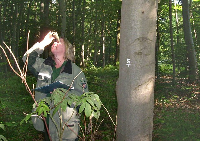 Bild: Waldzustandserhebung