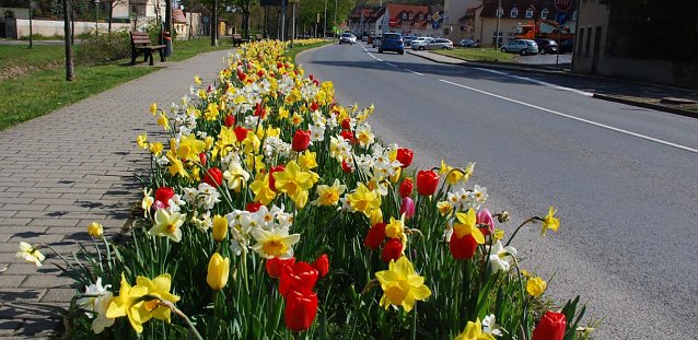 Bild: Holland? Nein: Hettstedt. So sch&ouml;n ist die Stadt an der Wipper nicht nur im Fr&uuml;hling. Mit Fotos, die die Sch&ouml;nheit der Heimat zeigen, k&ouml;nnen sich Interessierte noch bis zum 10. August 2016 am Fotowettbewerb der IHK beteiligen.