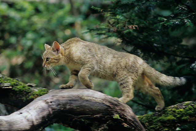 Bild: Junge Wildkatzen auf Wanderung