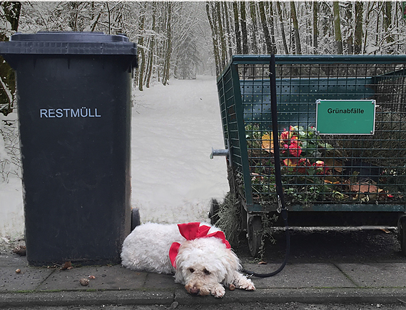 Bild: Tierschutzbund warnt vor Tieren als Geschenke