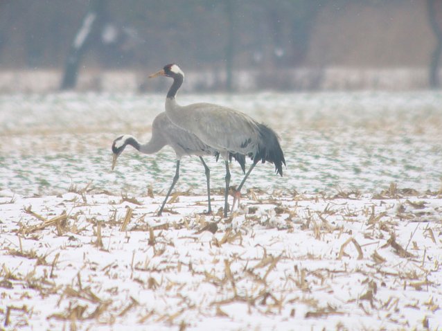 Bild:  Kraniche im Schnee