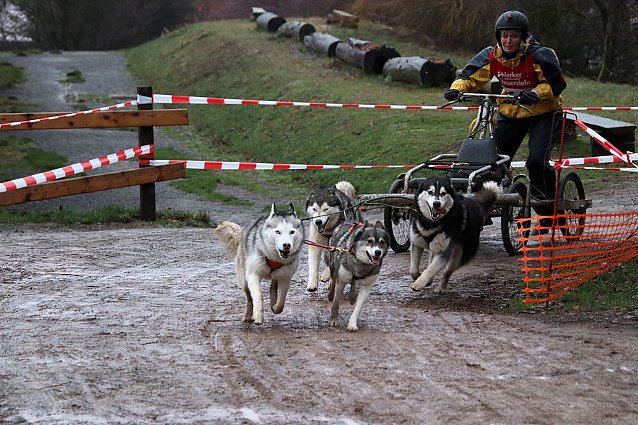 Bild: Hundeschlittenrennen in Pullman City