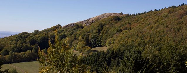 Bild: Wald