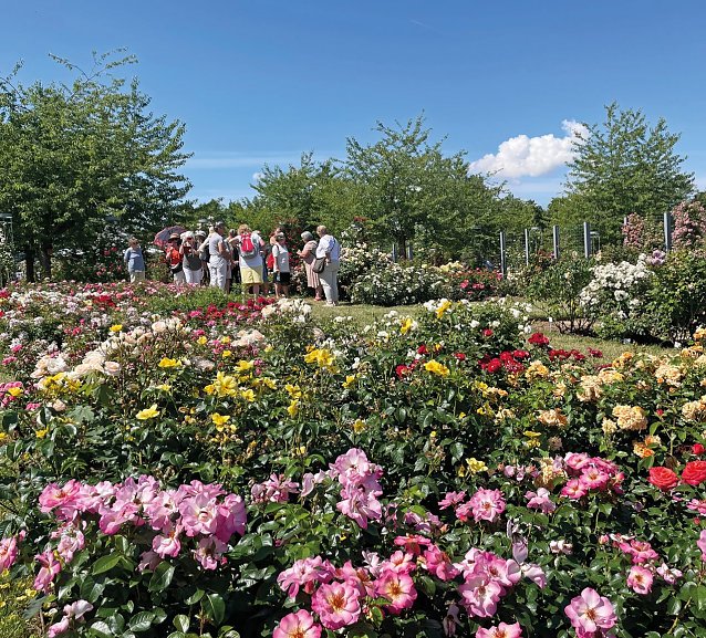 Bild: Blumenpracht im Rosarium