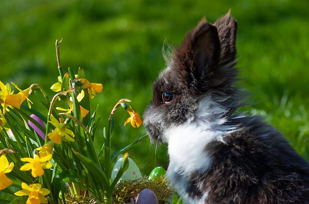 Bild: Kleines "Osterkaninchen"