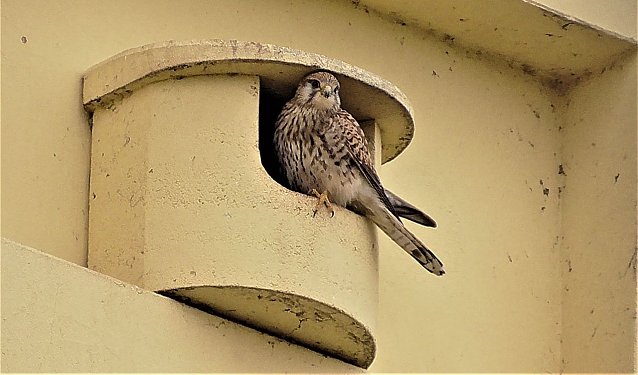 Bild: Kelbraer Falken am Vogelturm