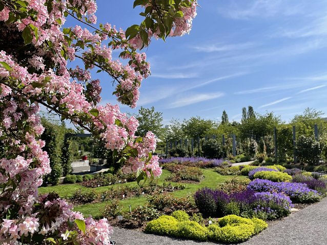 Bild: Im Europa-Rosarium freut man sich auf die Er&ouml;ffnung der Jubil&auml;umssaison im Mai