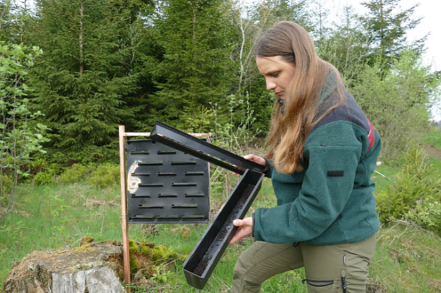 Bild: F&ouml;rsterin Marion Petrik kontrolliert nahe Schulenberg im Oberharz eine Borkenk&auml;ferfalle. Die Forstfrau  verantwortet das Monitoring im Forstamt Clausthal und wertet w&ouml;chentlich die Fangergebnisse aus.