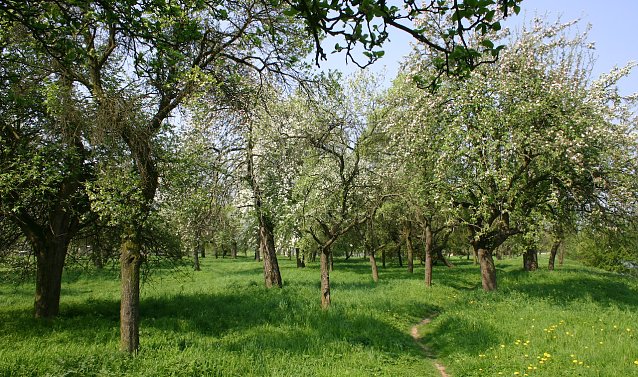 Bild: Kr&auml;uterwanderung am Sonntag