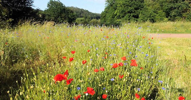 Bild: Die Wunder der Natur eingefangen von der Kamera